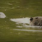 Nutria