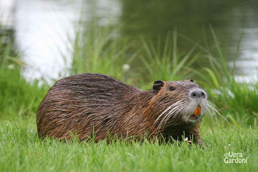 Nutria Carotti