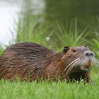 Nutria Carotti