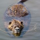 Nutria