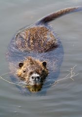 Nutria