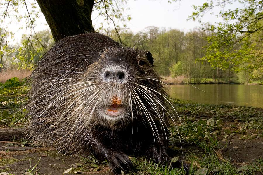 Nutria