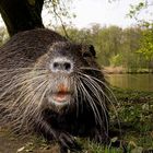 Nutria