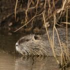 Nutria 