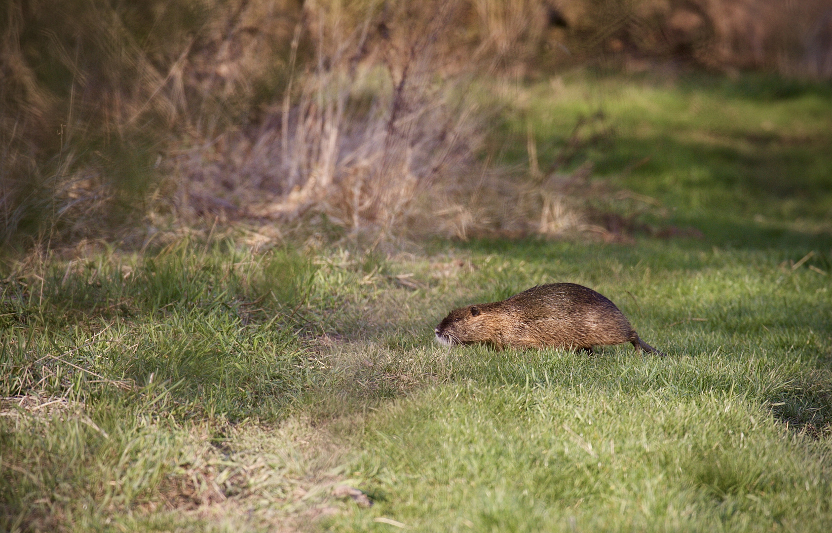 Nutria