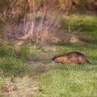 Nutria