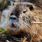 Nutria