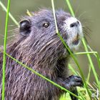 Nutria