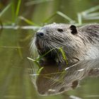 Nutria