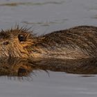 Nutria 