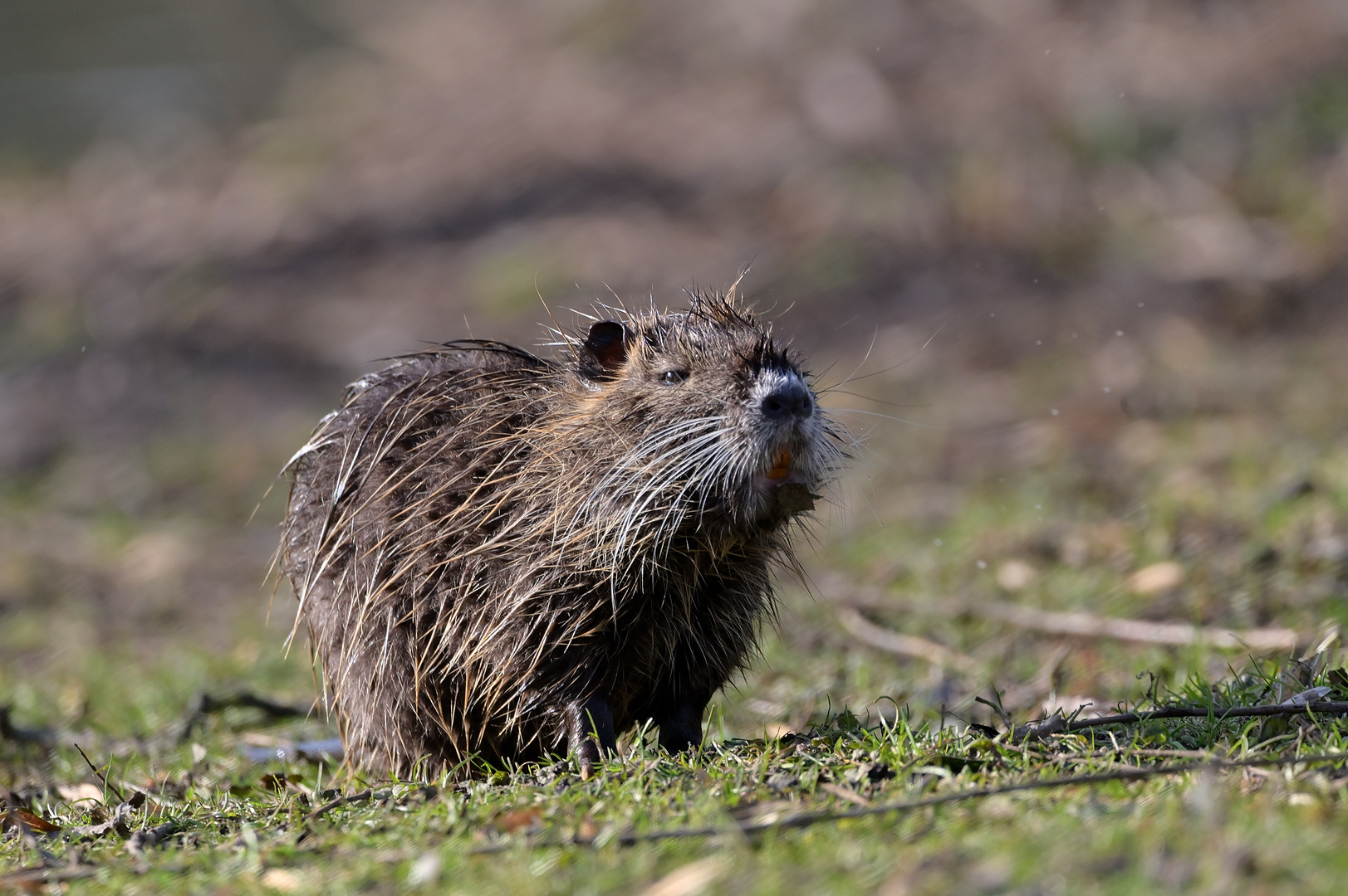 Nutria