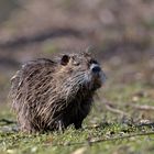 Nutria