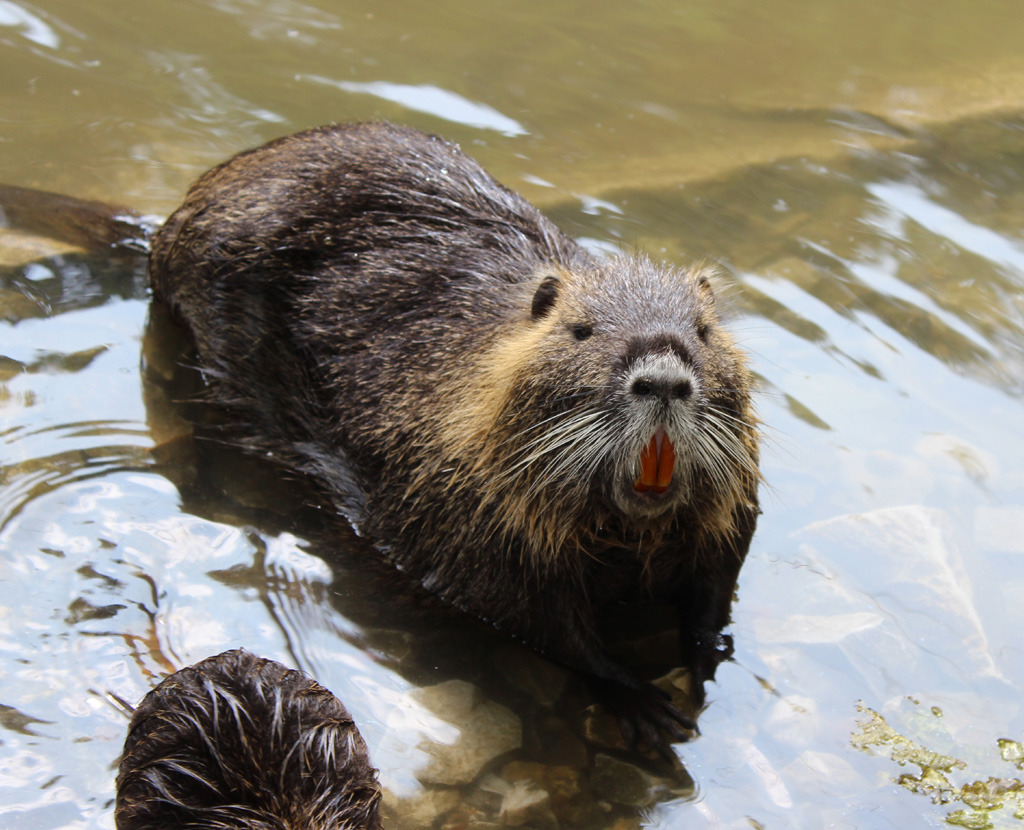 Nutria Foto & Bild | andere tiere, natur, tiere Bilder auf fotocommunity