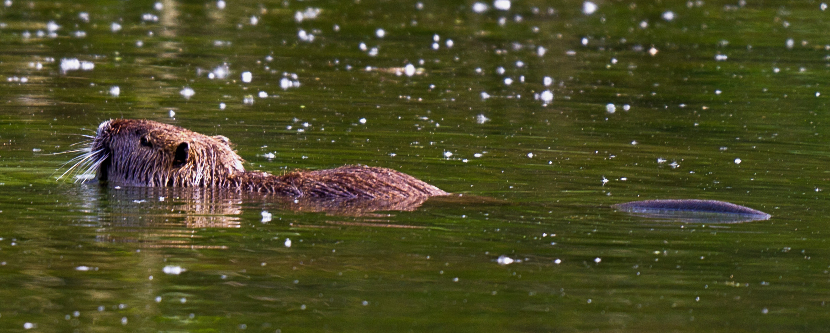 Nutria