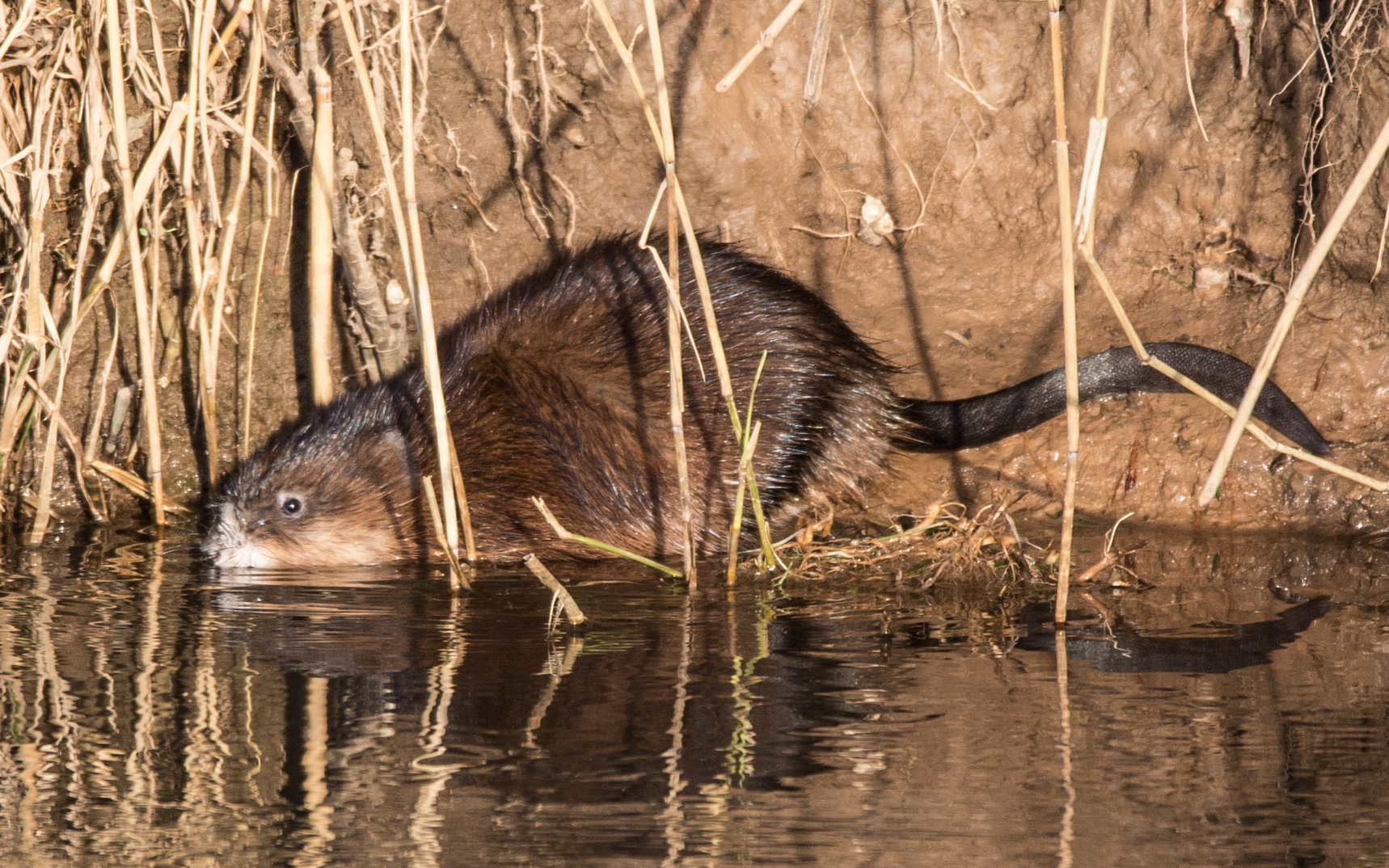 Nutria