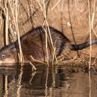 Nutria