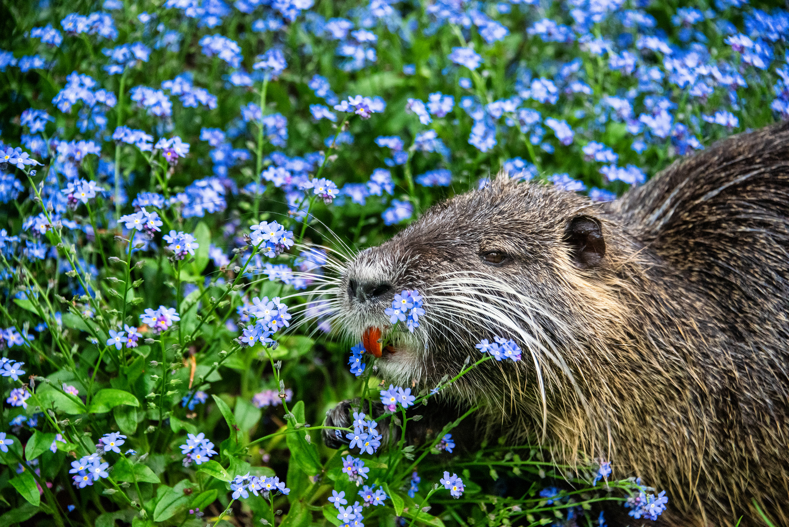 Nutria