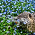 Nutria