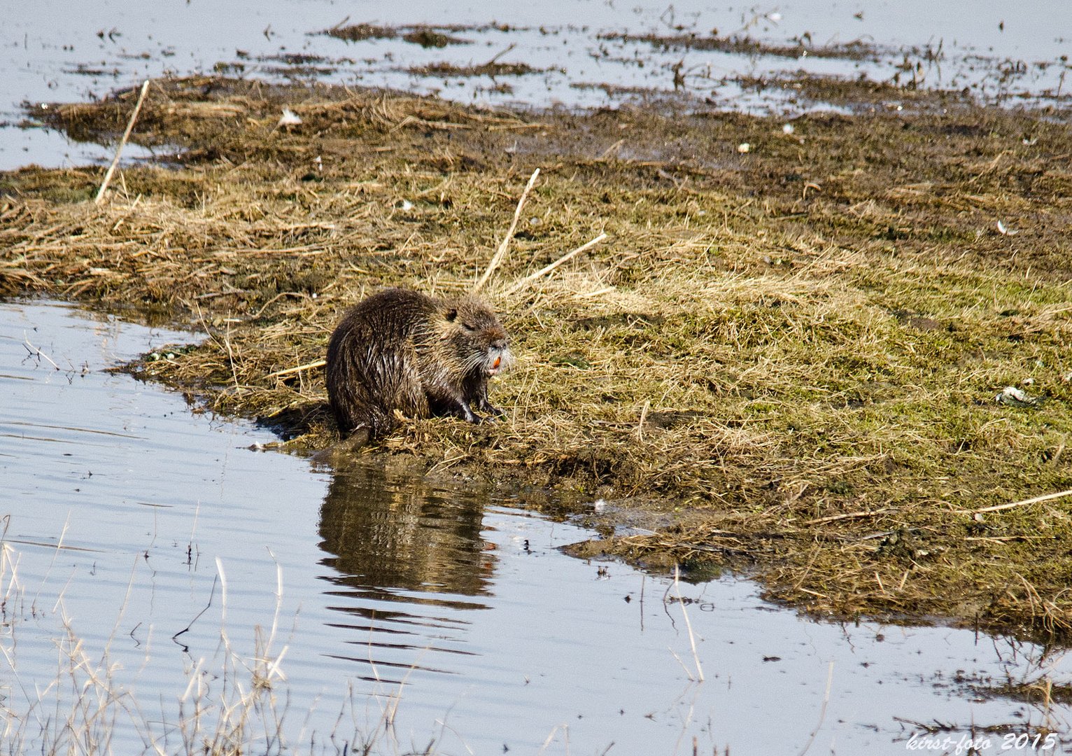 Nutria