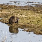 Nutria