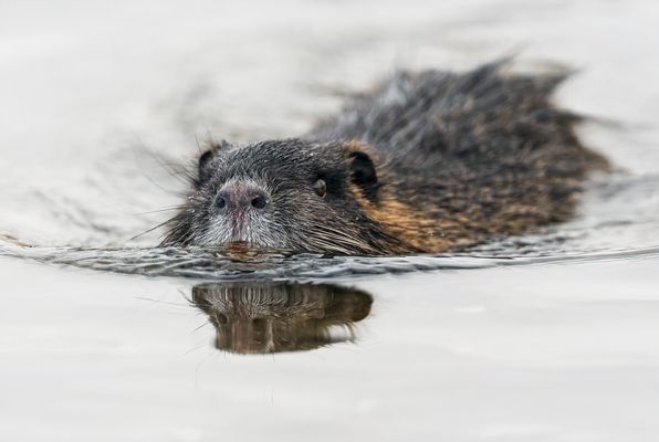 Nutria