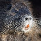 Nutria - close up 2