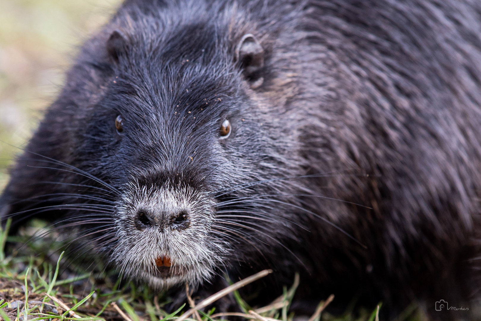 Nutria - close up 3