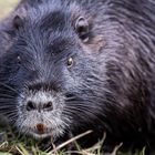 Nutria - close up 3