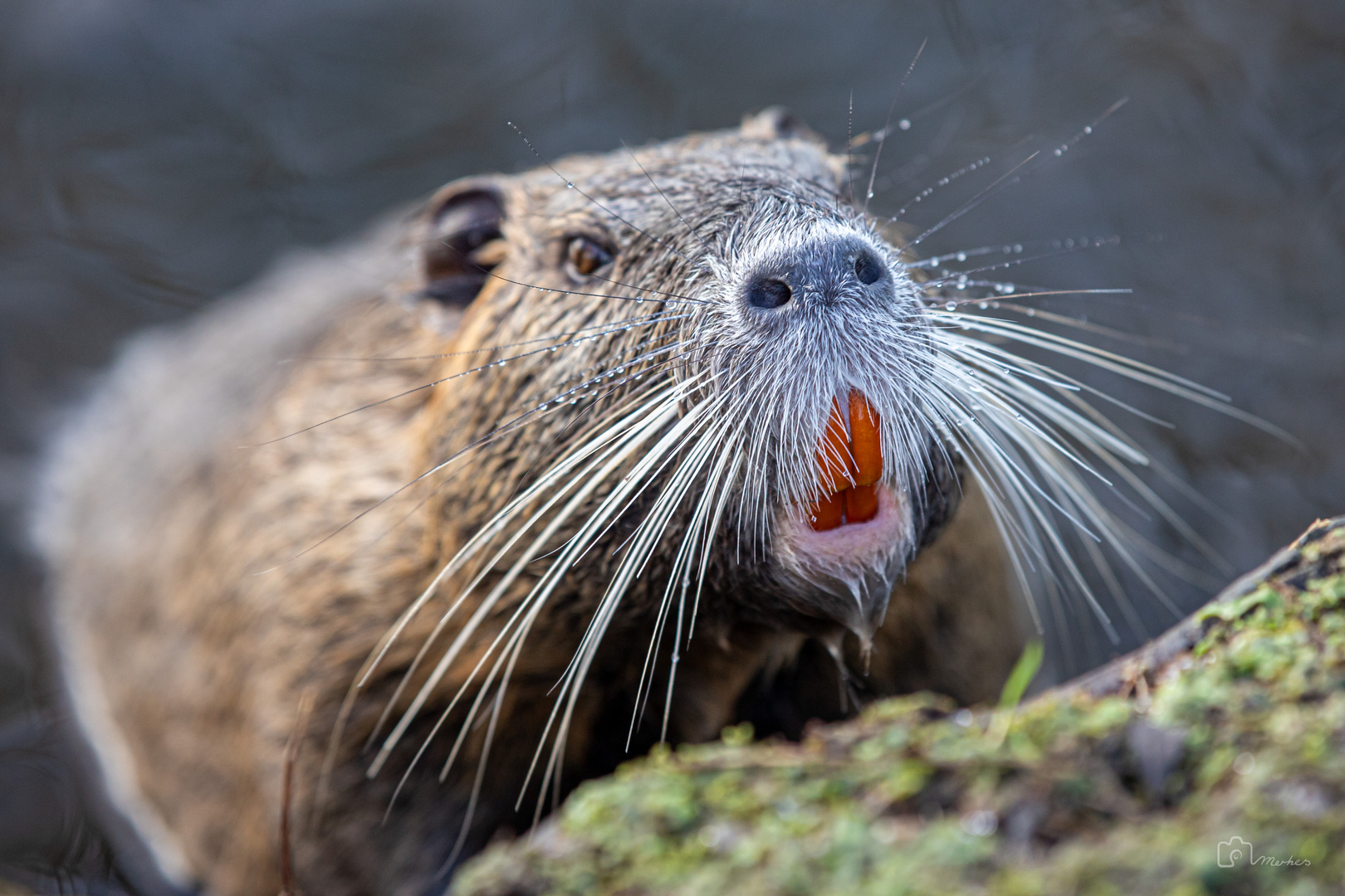 Nutria - close up