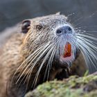 Nutria - close up