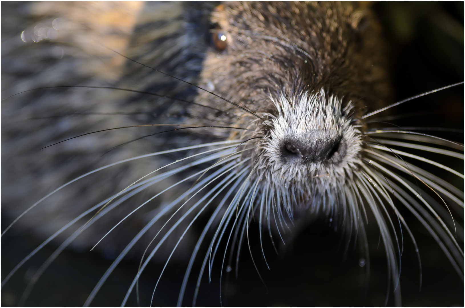 Nutria close-up