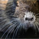 Nutria close-up