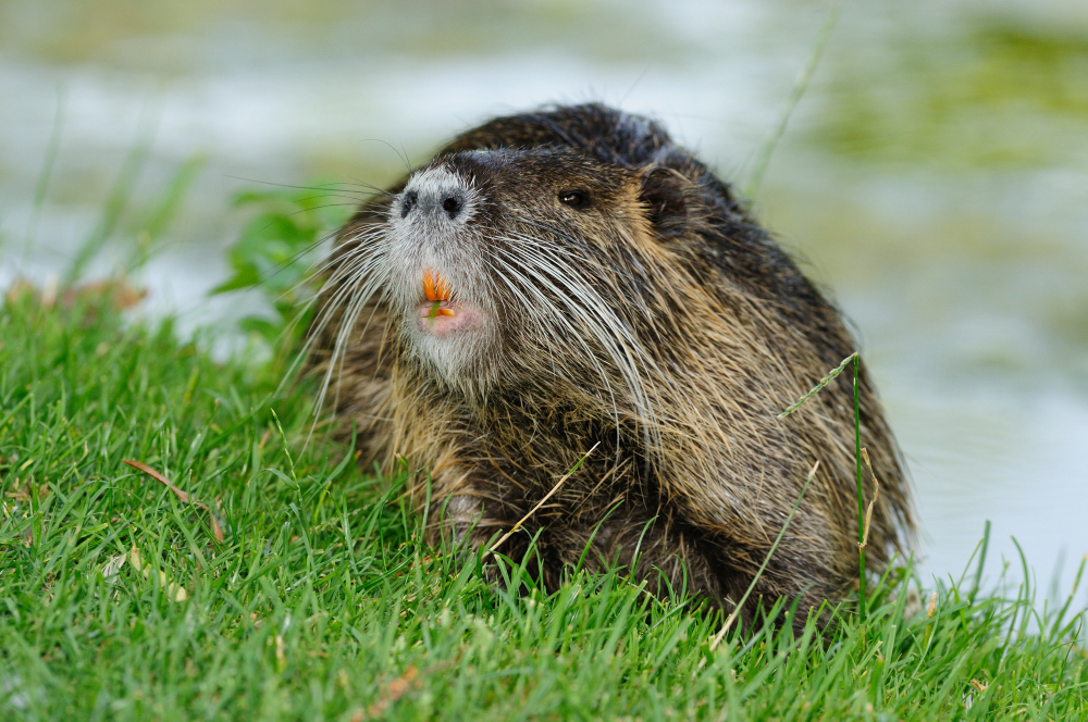 Nutria ( Coypu )