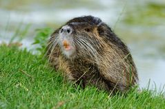 Nutria ( Coypu )