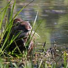 Nutria