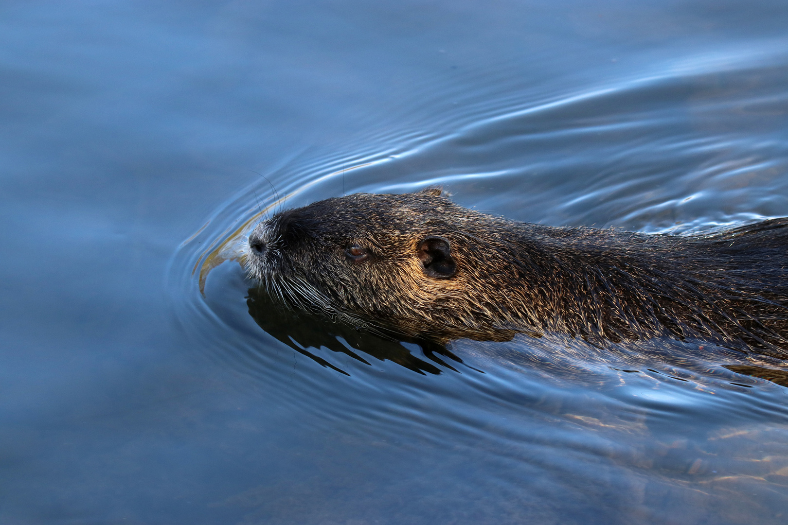 Nutria