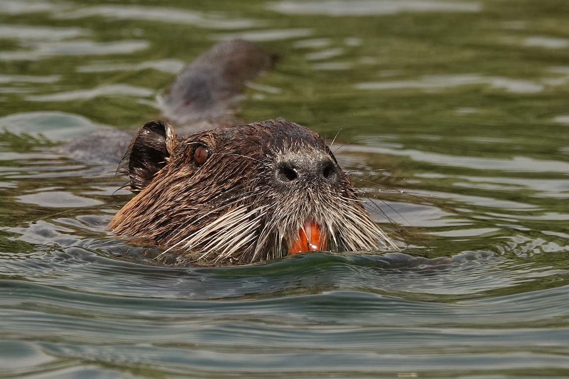 Nutria