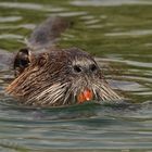 Nutria