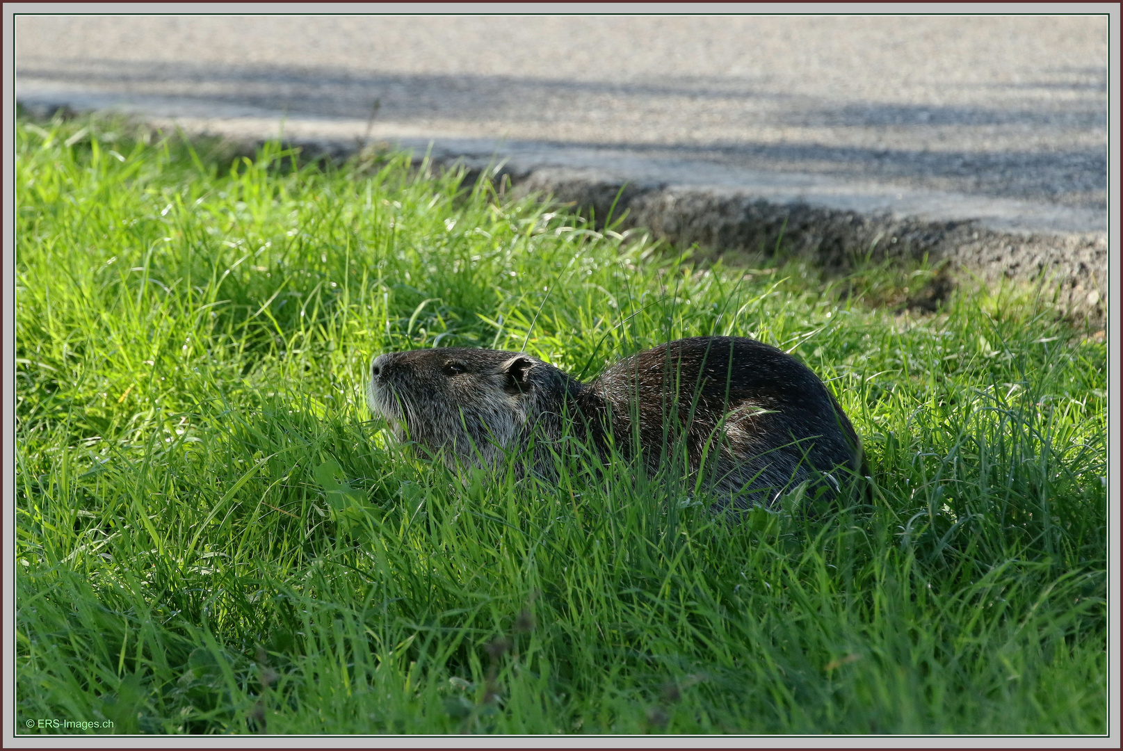 Nutria 