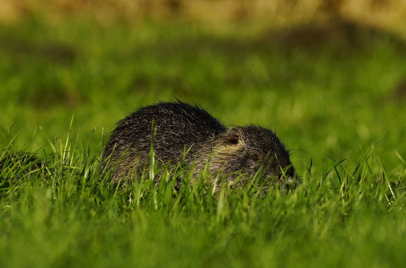 Nutria.