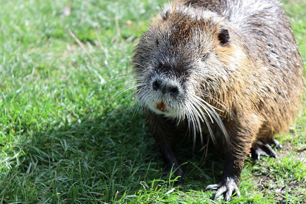 Nutria