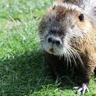 Nutria