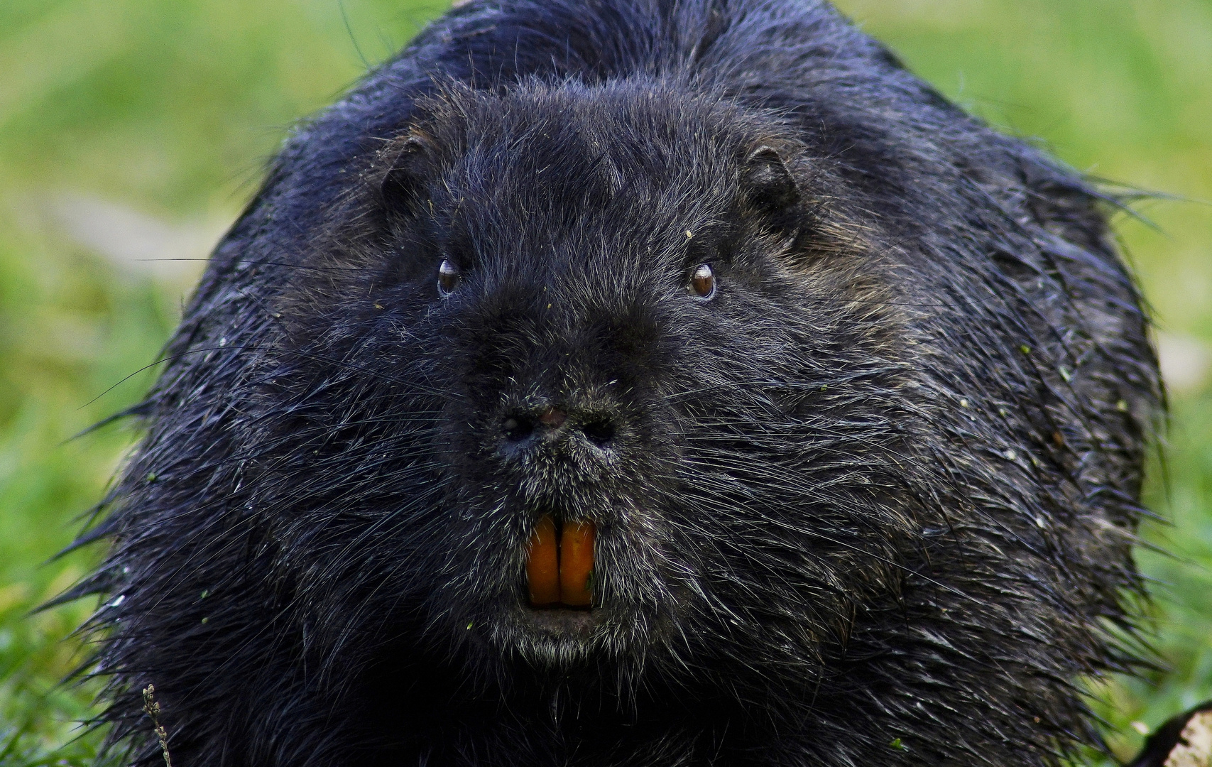 Nutria.