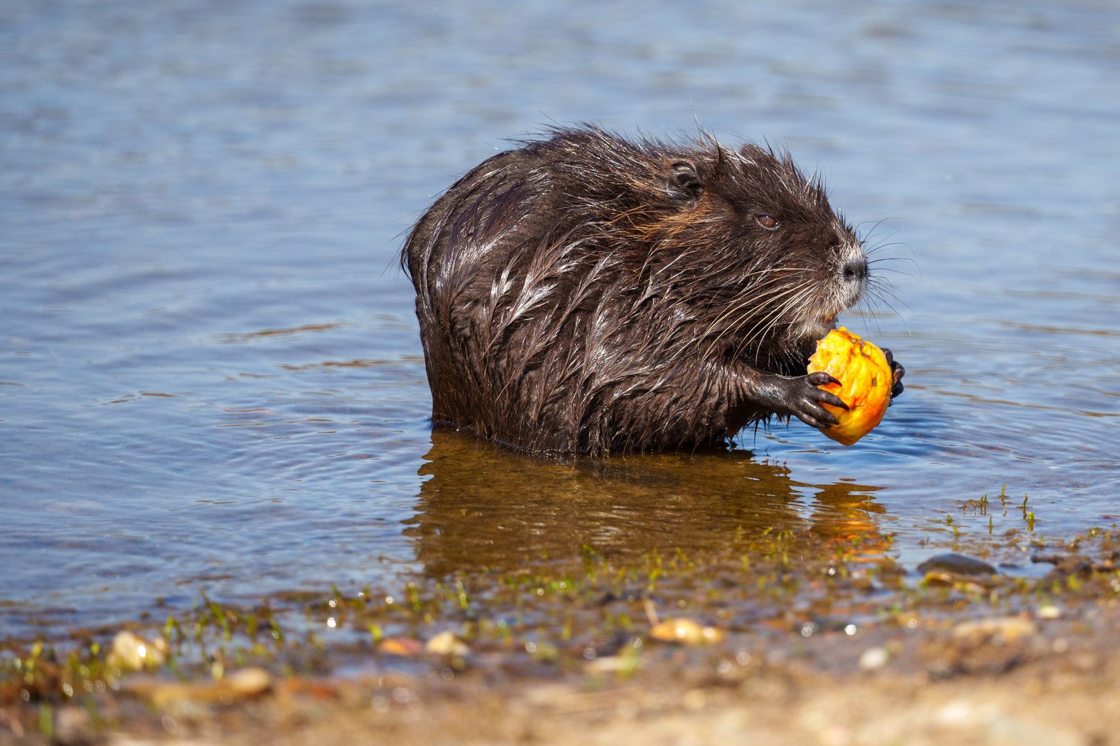 Nutria