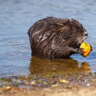 Nutria