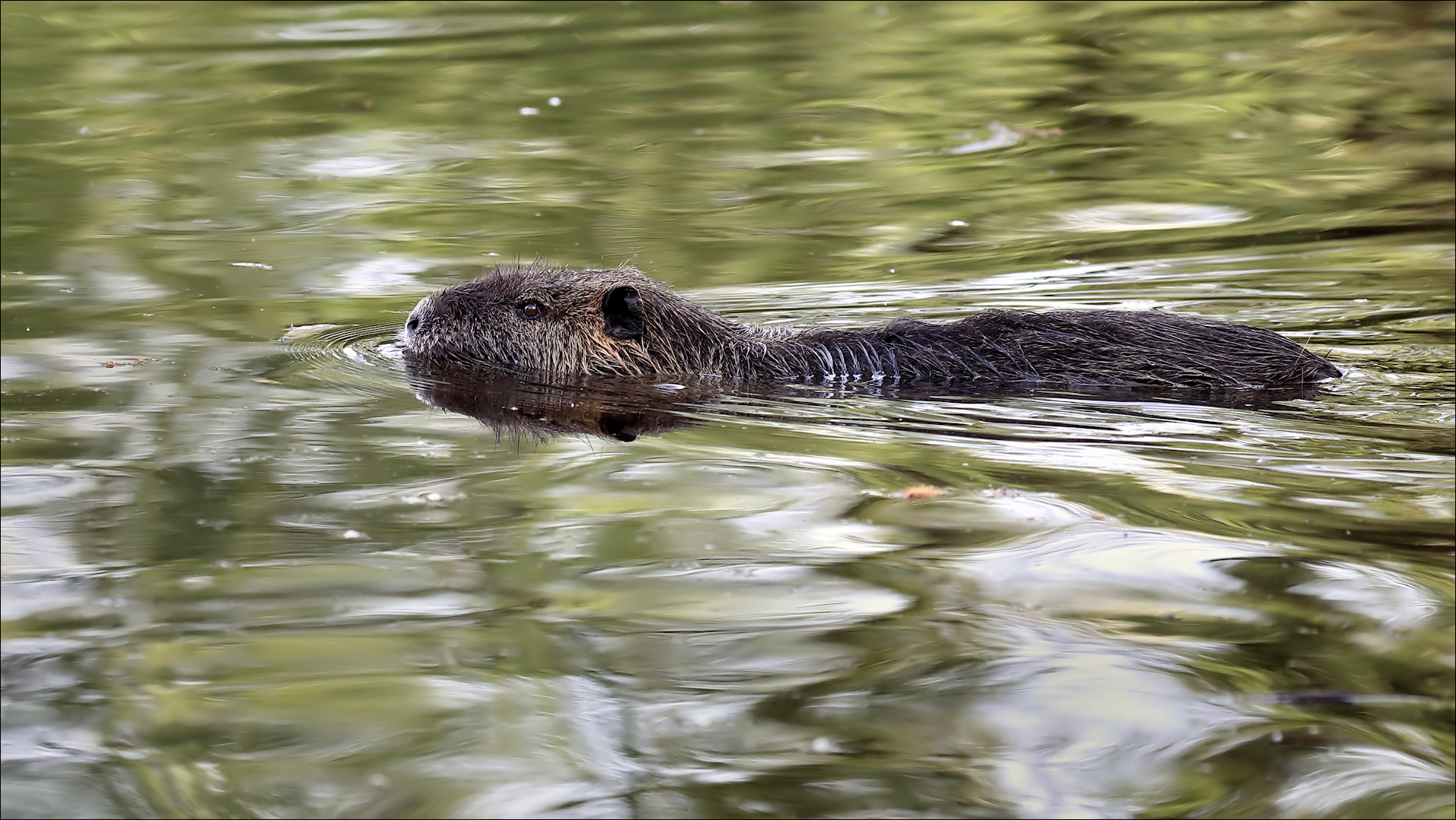 Nutria