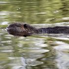 Nutria