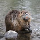 Nutria.......