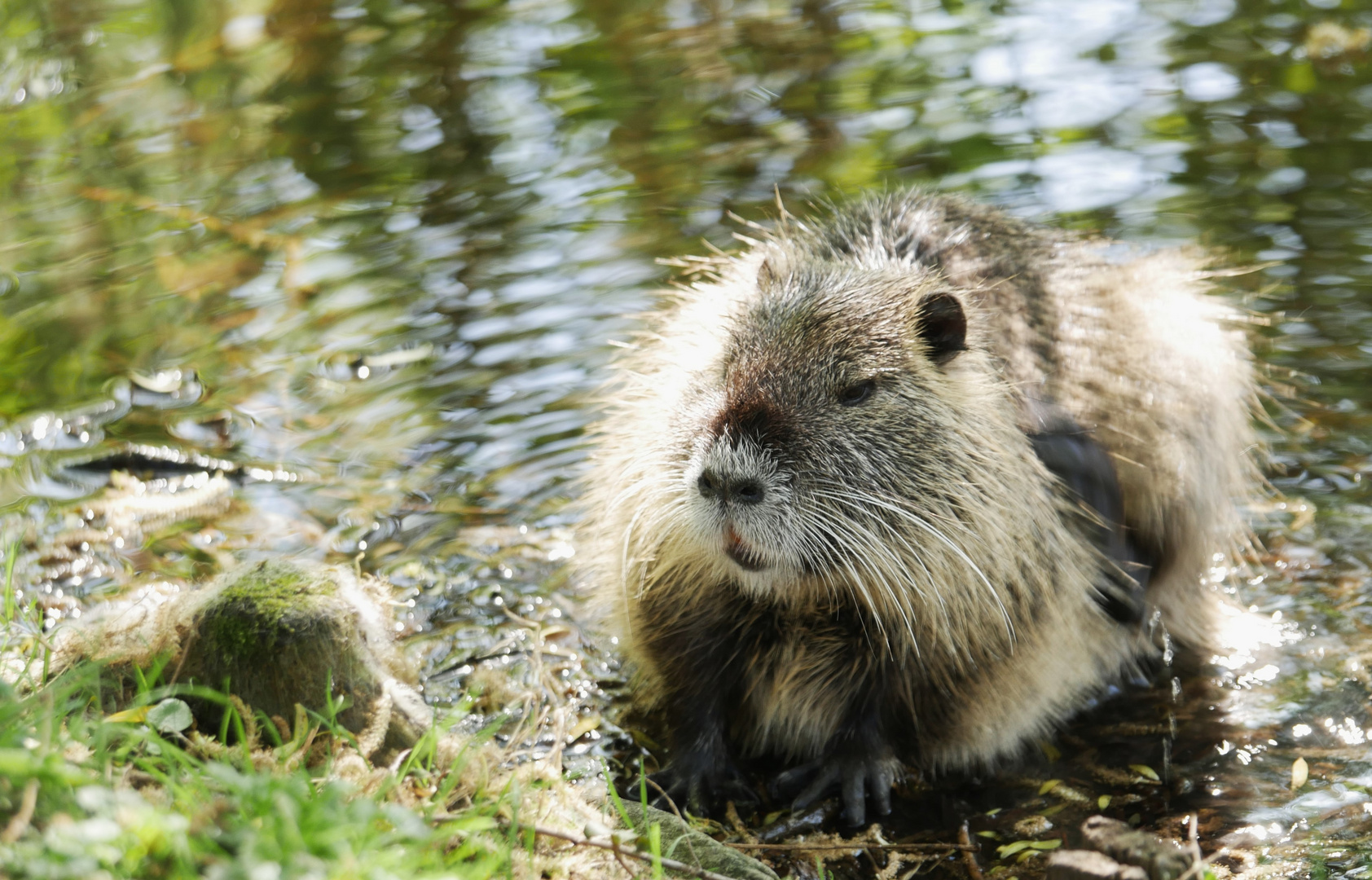 Nutria