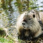 Nutria